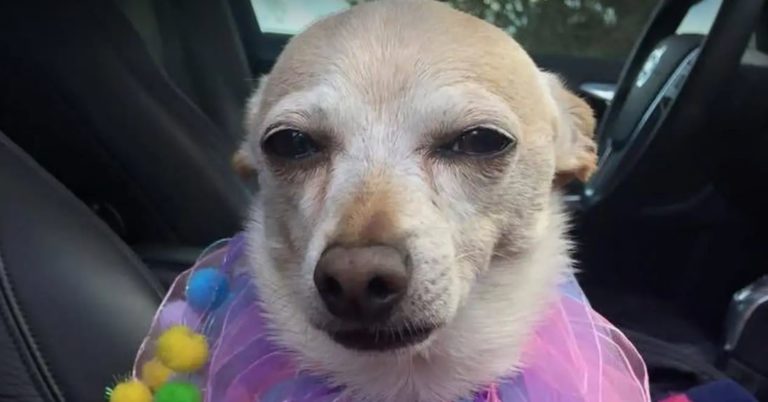 Tobykeith, el perrito más viejo del mundo, de acuerdo con el Récord Guinness